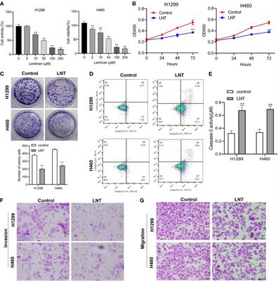 Upregulation of miR-216a-5p by Lentinan Targeted Inhibition of JAK2/STAT3 Signaling Pathway to Reduce Lung Adenocarcinoma Cell Stemness, Promote Apoptosis, and Slow Down the Lung Adenocarcinoma Mechanisms